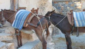 3. Απογευματινή βόλτα με γαϊδουράκια & δείπνο στην ύπαιθρο