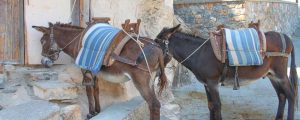 Donkey rides all year round